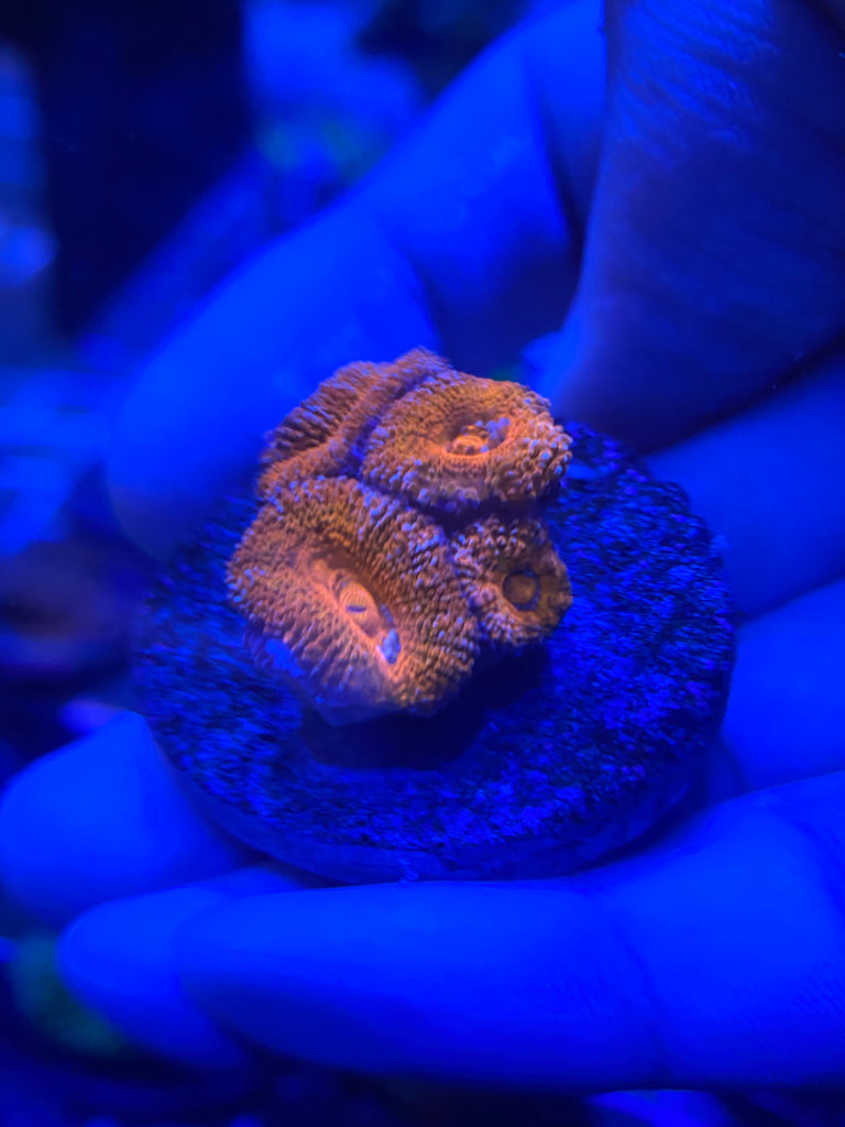 WYSIWYG FRAG