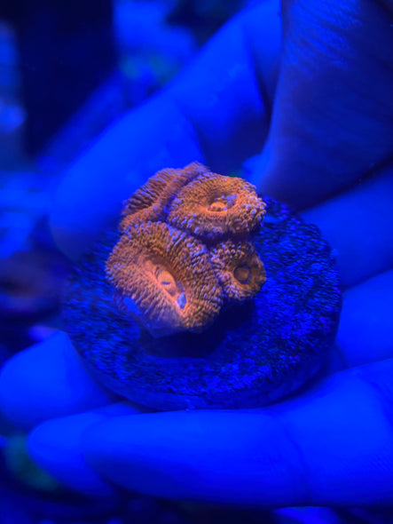WYSIWYG FRAG