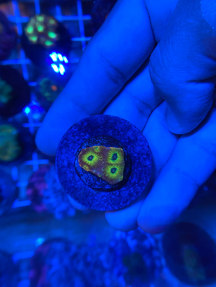 WYSIWYG FRAG 2