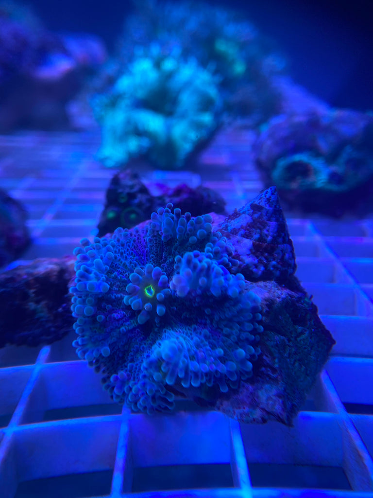 WYSIWYG FRAG 5