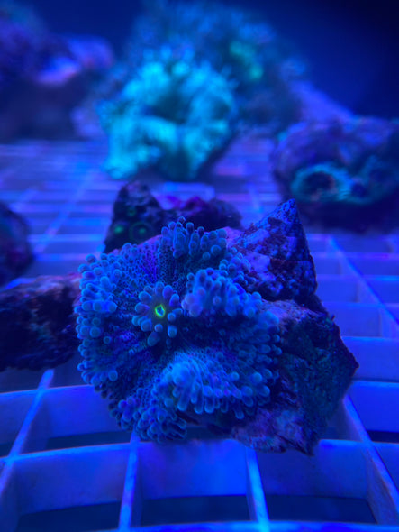 WYSIWYG FRAG 5