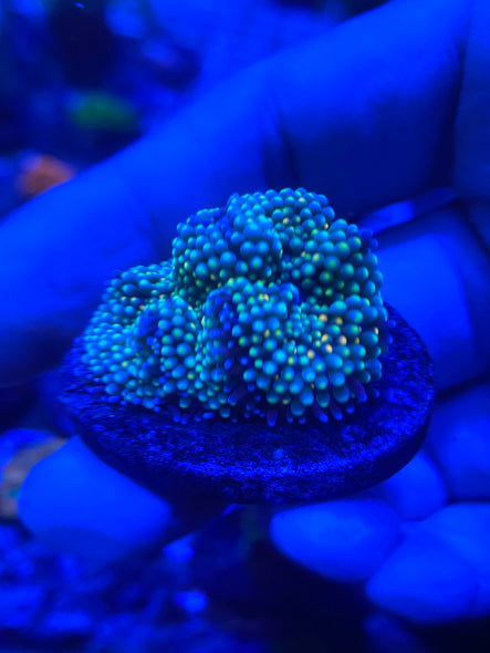 WYSIWYG FRAG 4