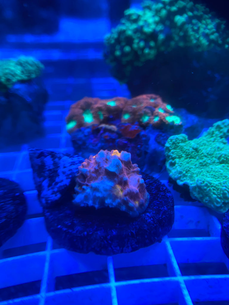 WYSIWYG FRAG 6