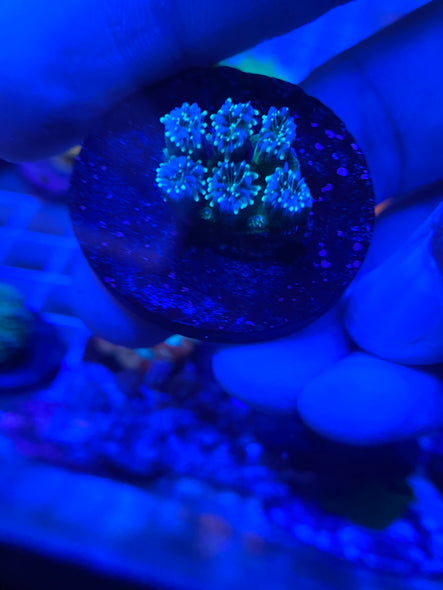 WYSIWYG FRAG 9