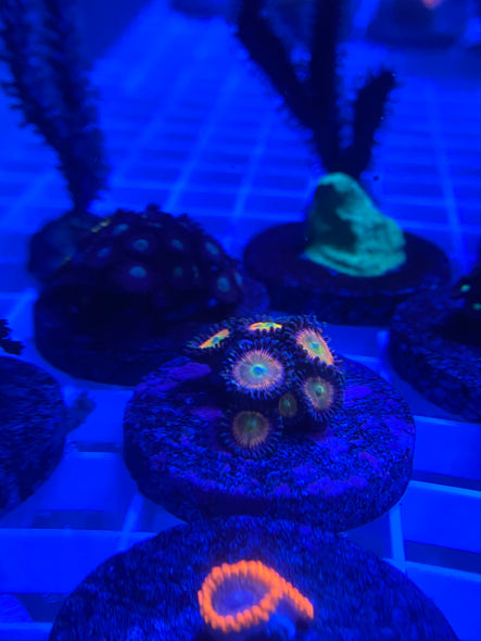 WYSIWYG FRAG 11