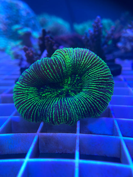 WYSIWYG FRAG 12