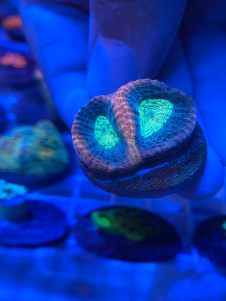 WYSIWYG FRAG 13