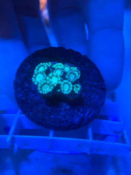 WYSIWYG FRAG 14