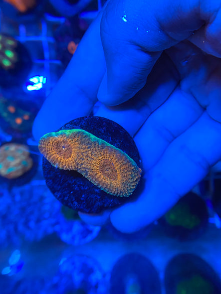WYSIWYG FRAG 15