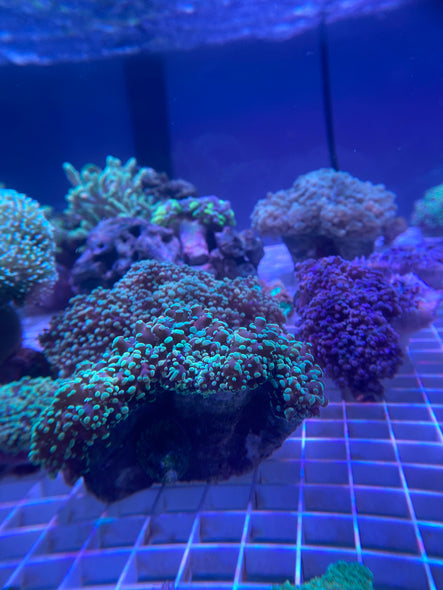 WYSIWYG FRAG 17