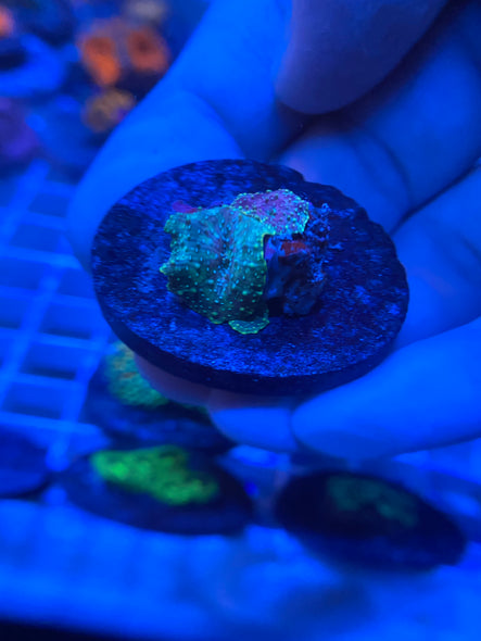 WYSIWYG FRAG 16