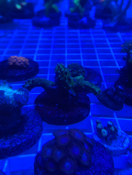 WYSIWYG FRAG 18