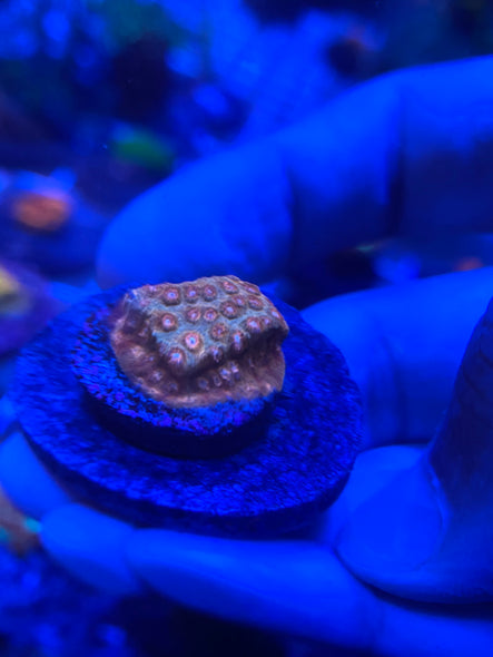 WYSIWYG FRAG 19