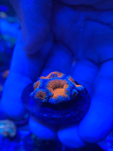 WYSIWYG FRAG 20