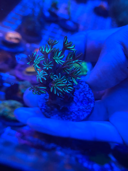 WYSIWYG FRAG 21