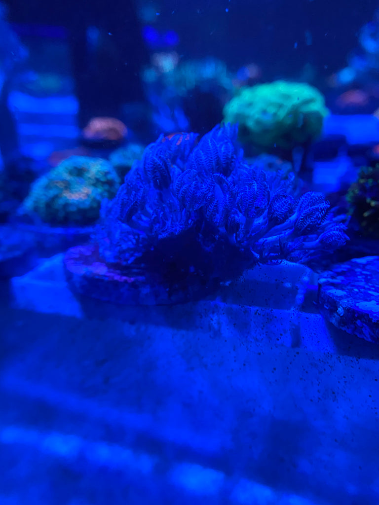 WYSIWYG FRAG 22