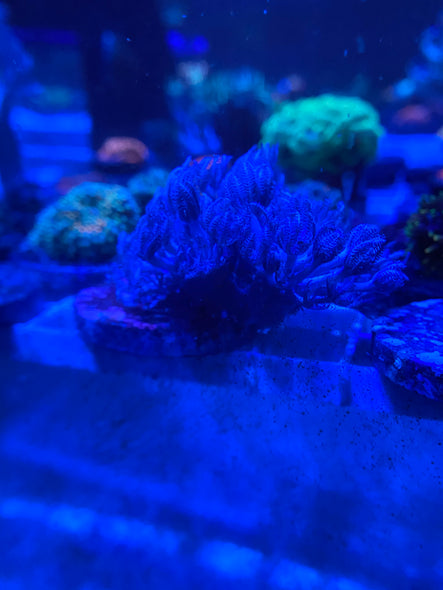 WYSIWYG FRAG 22