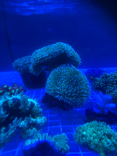 WYSIWYG FRAG 23