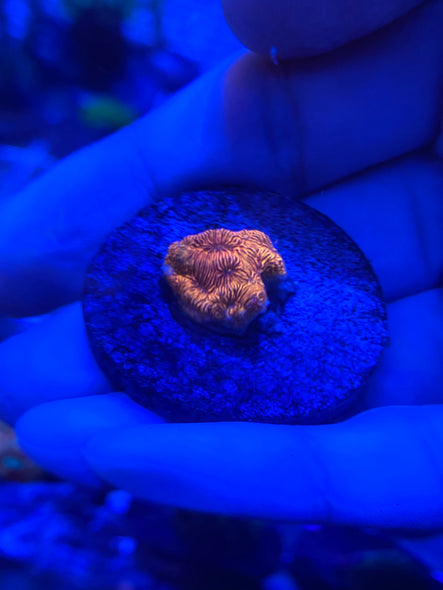 WYSIWYG FRAG 24