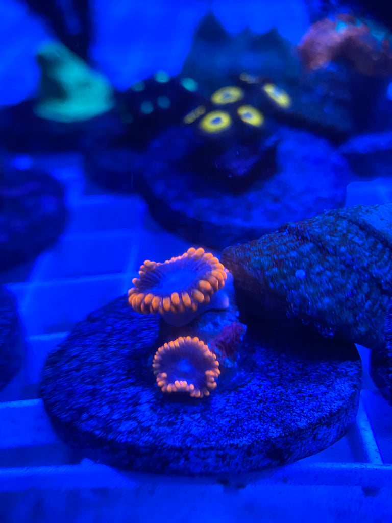 WYSIWYG FRAG 25