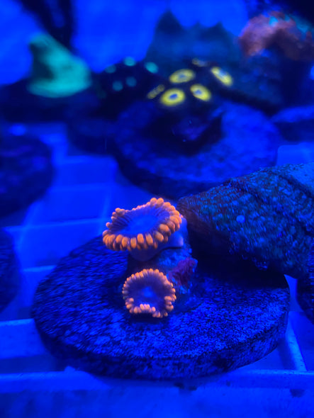 WYSIWYG FRAG 25