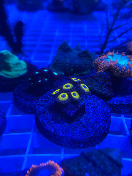 WYSIWYG FRAG 26