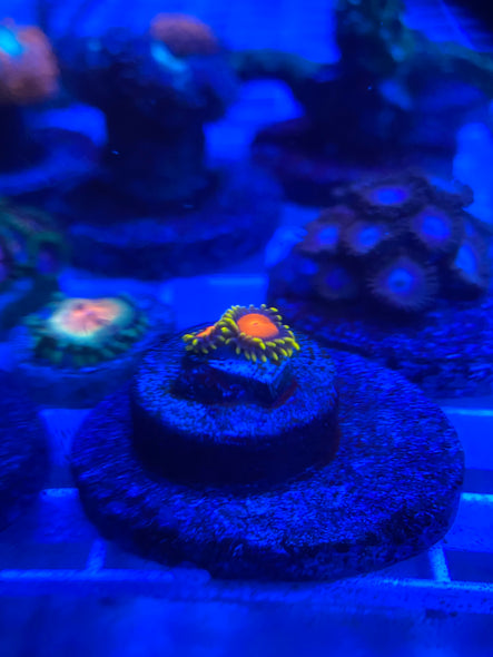 WYSIWYG FRAG 27