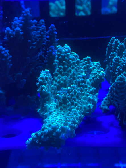 WYSIWYG ACROPORA