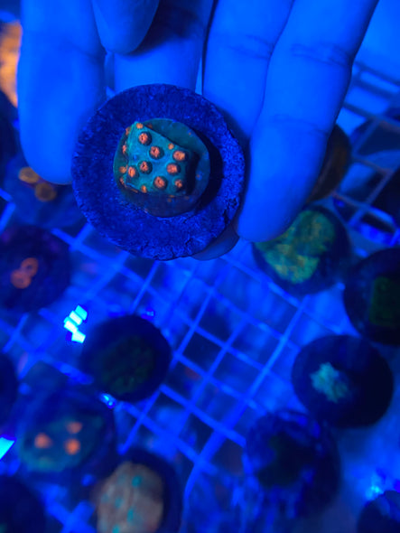 WYSIWYG FRAG 28
