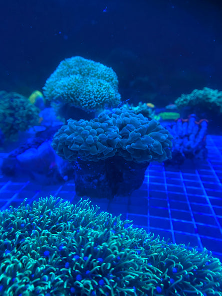 WYSIWYG FRAG 29