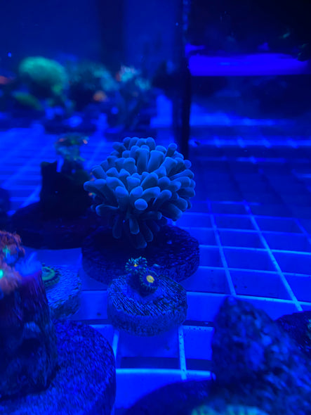 WYSIWYG FRAG 31