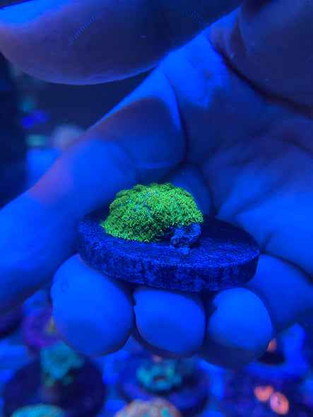 WYSIWYG FRAG 32