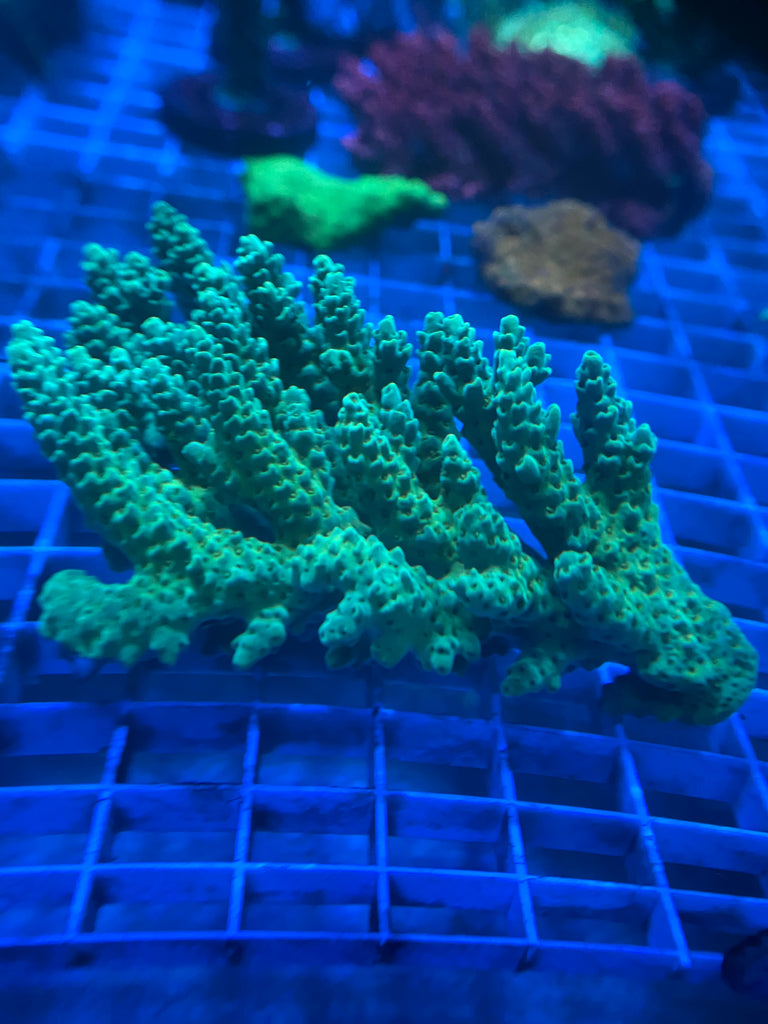 WYSIWYG ACROPORA 2