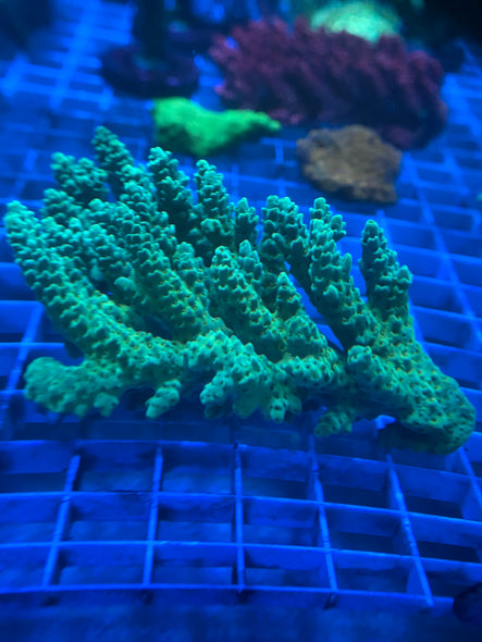 WYSIWYG ACROPORA 2