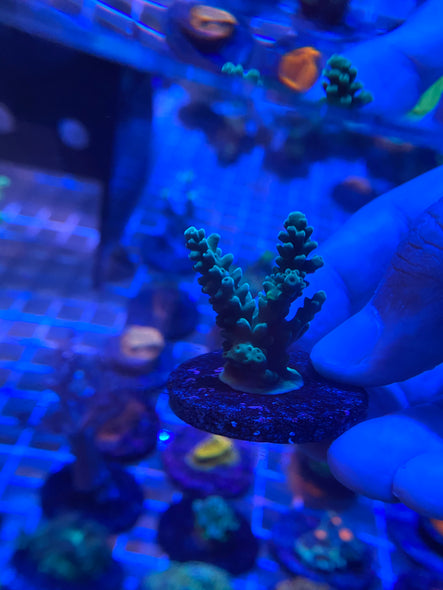 WYSIWYG FRAG 33