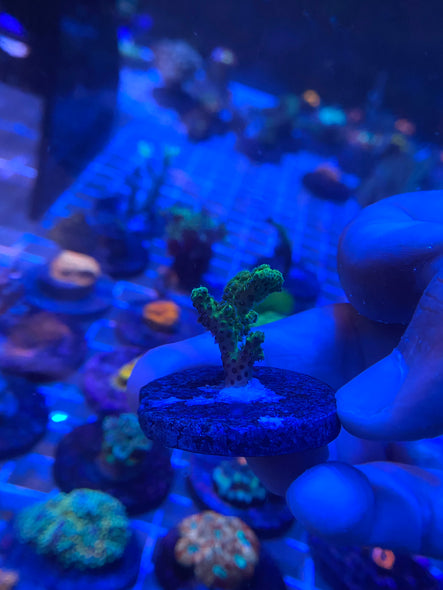 WYSIWYG FRAG 34