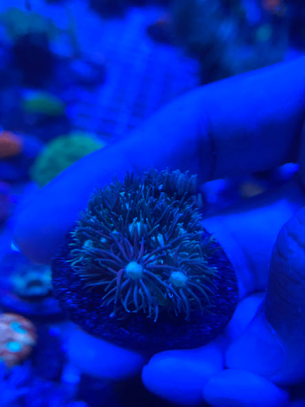 WYSIWYG FRAG 35
