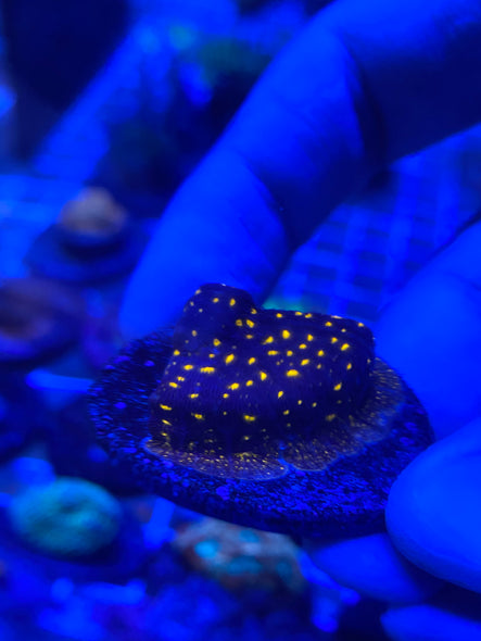 WYSIWYG FRAG 36