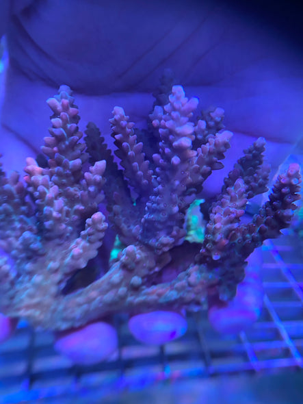 WYSIWYG ACROPORA 3