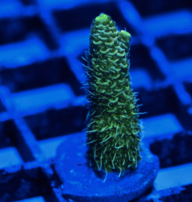 Ultra Millepora