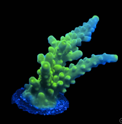 ORA Frogskin Acropora