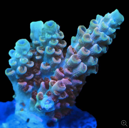 WWC Electric Melon Acropora