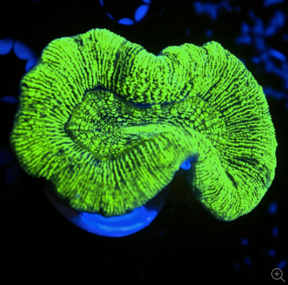 Aussie Trachyphyllia