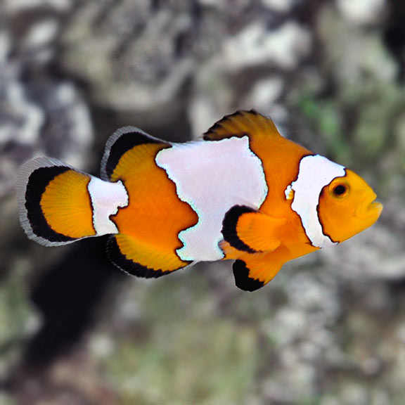 Snowflake Ocellaris Clownfish