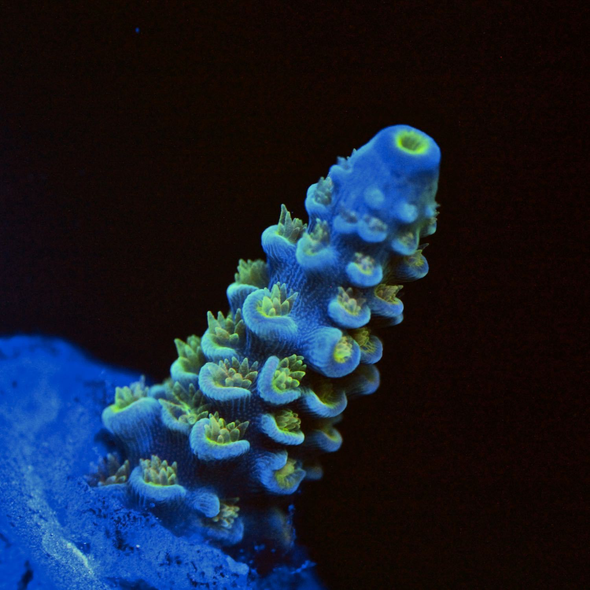 Walt Disney Acropora