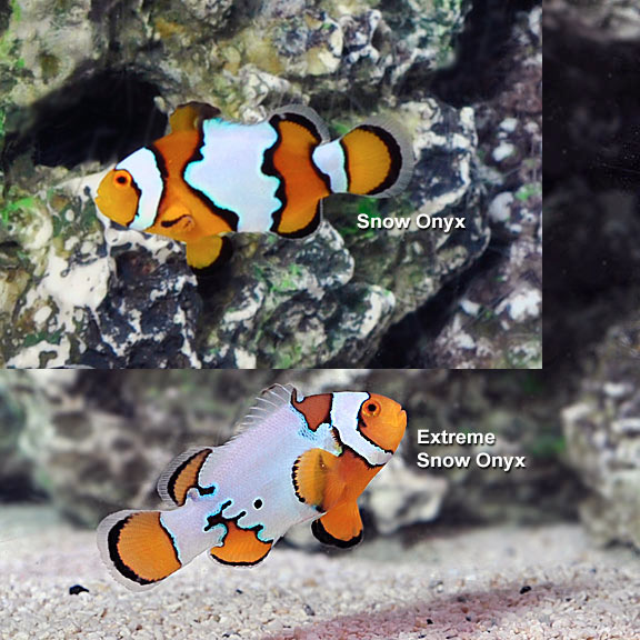 Snow Onyx Clownfish