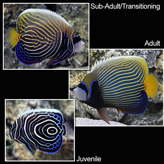 Emperor Angelfish