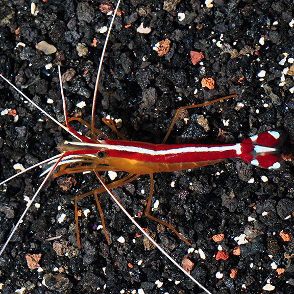 Scarlet Skunk Cleaner Shrimp