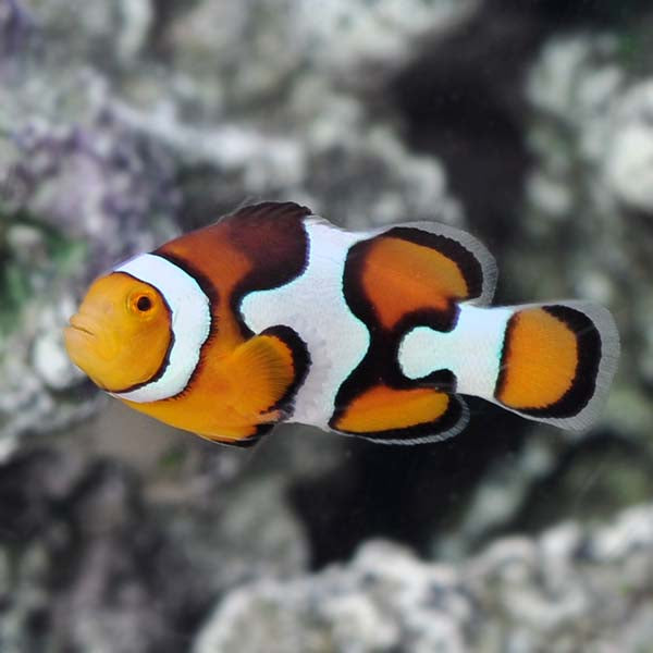 Picasso Percula Clownfish