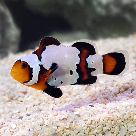 Black Ice Clownfish